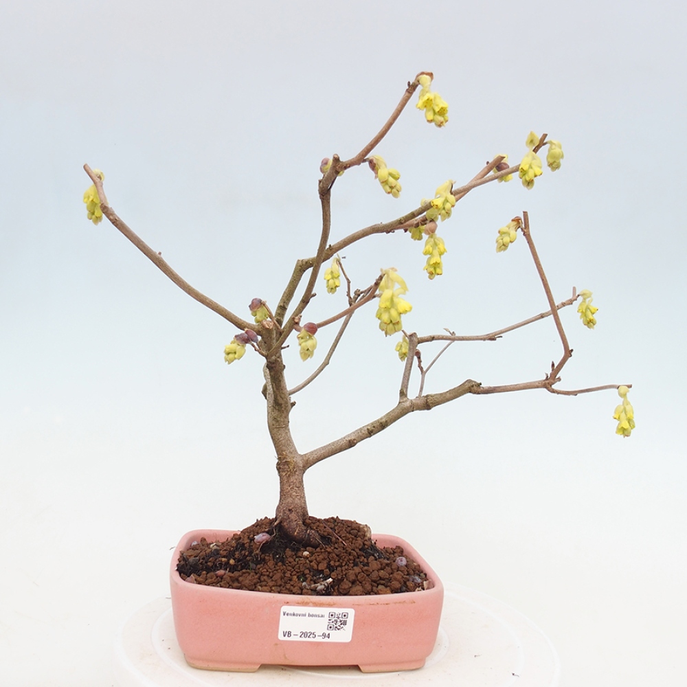 Bonsai voor buiten - Hazelaar - Corylopsis Spicata