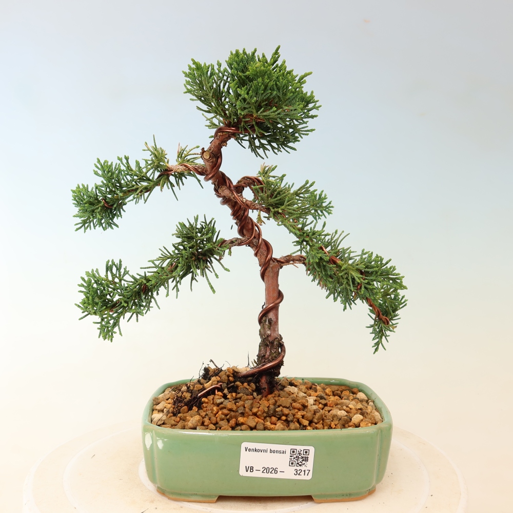 Bonsai voor buiten - Juniperus chinensis Kishu