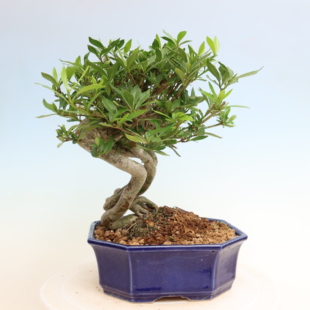 Kamerbonsai - Gardenia jasminoides-Gardenia