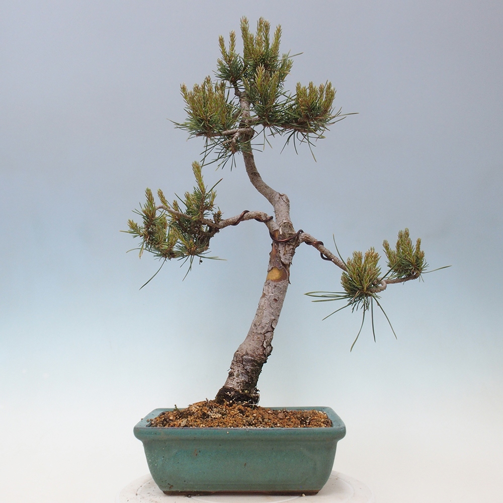 Bonsai voor buiten - Pinus Sylvestris Watererri - grove den