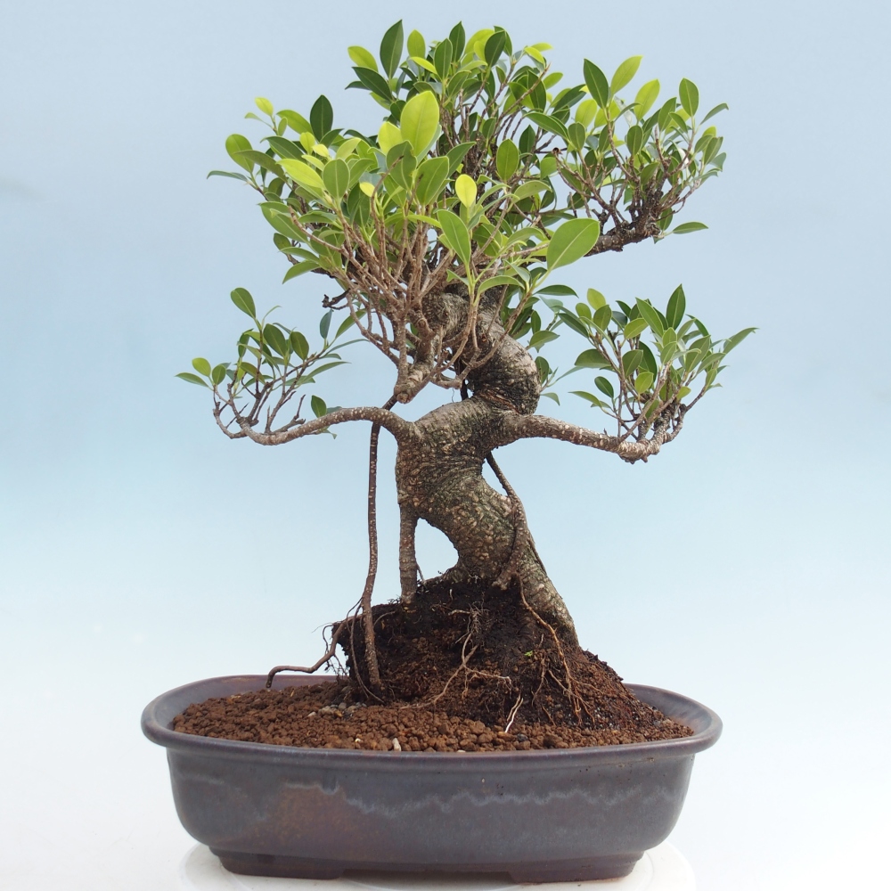 Kamerbonsai - Ficus kimmen - kleinbladige ficus