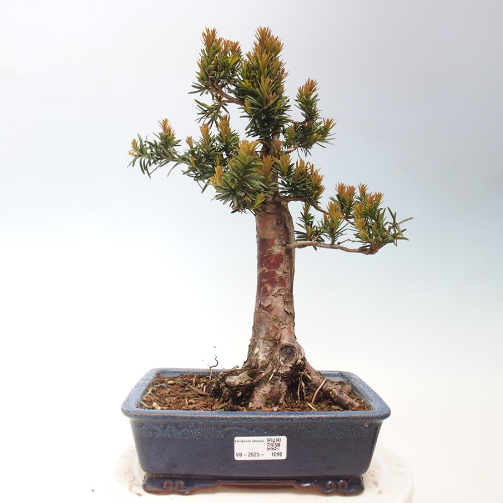 Bonsai voor buiten - Taxus cuspidata - Japanse Taxus