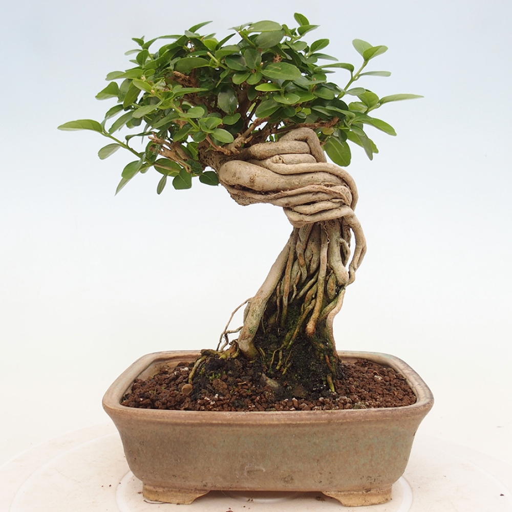 Bonsai voor binnen - Premna serratifolia - Kozlovna malolista