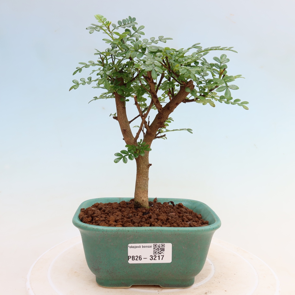 Kamerbonsai - Zantoxylum piperitum - peperboom