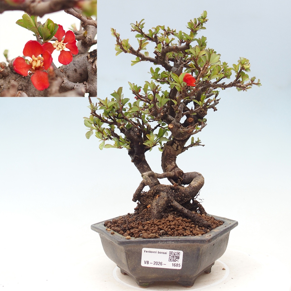 Bonsai voor buiten - Chaneomeles speciosa - Kweepeer