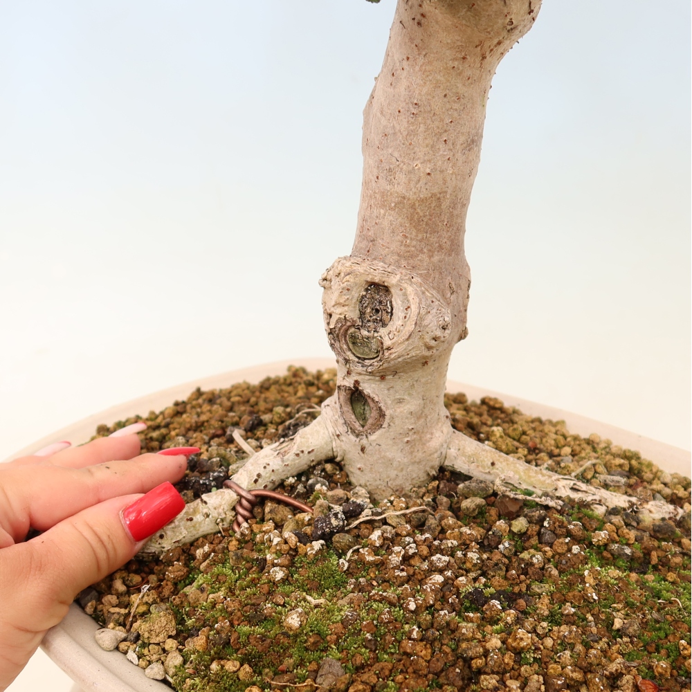 Bonsai voor binnen - Hibiscus tiliaceus - Zee Hibiscus