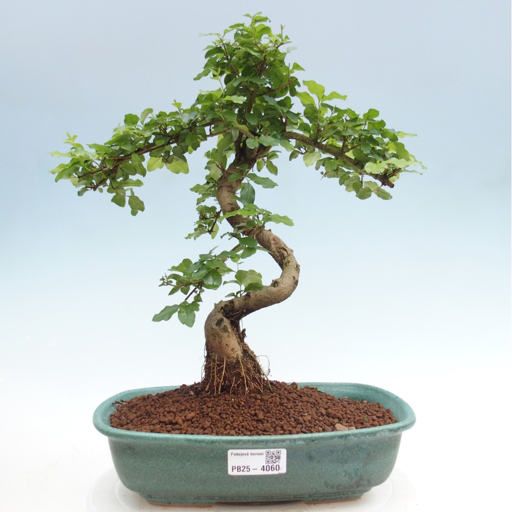 Kamerbonsai -Ligustrum chinensis - Vogelsnavel