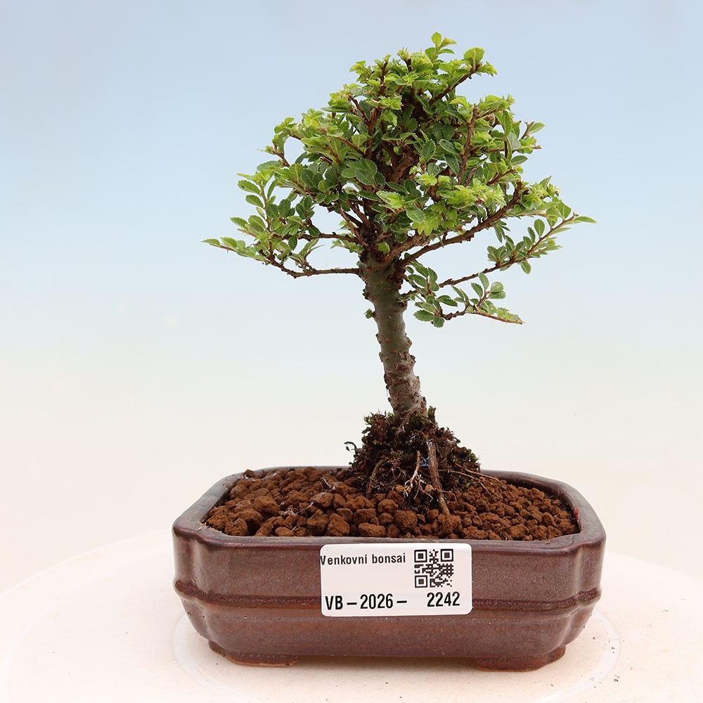 Bonsai voor buiten - Ulmus parvifolia Sagei - Kleinbladige iep