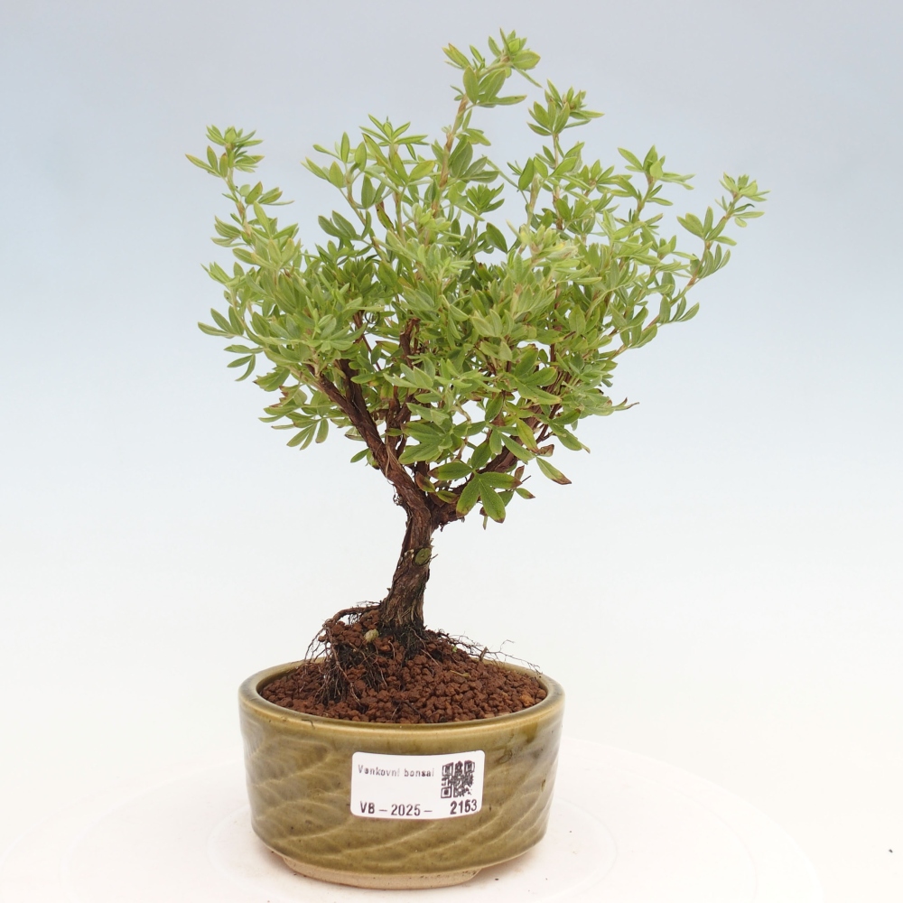 Bonsai voor buiten - Potentila fruticosa gele vogel