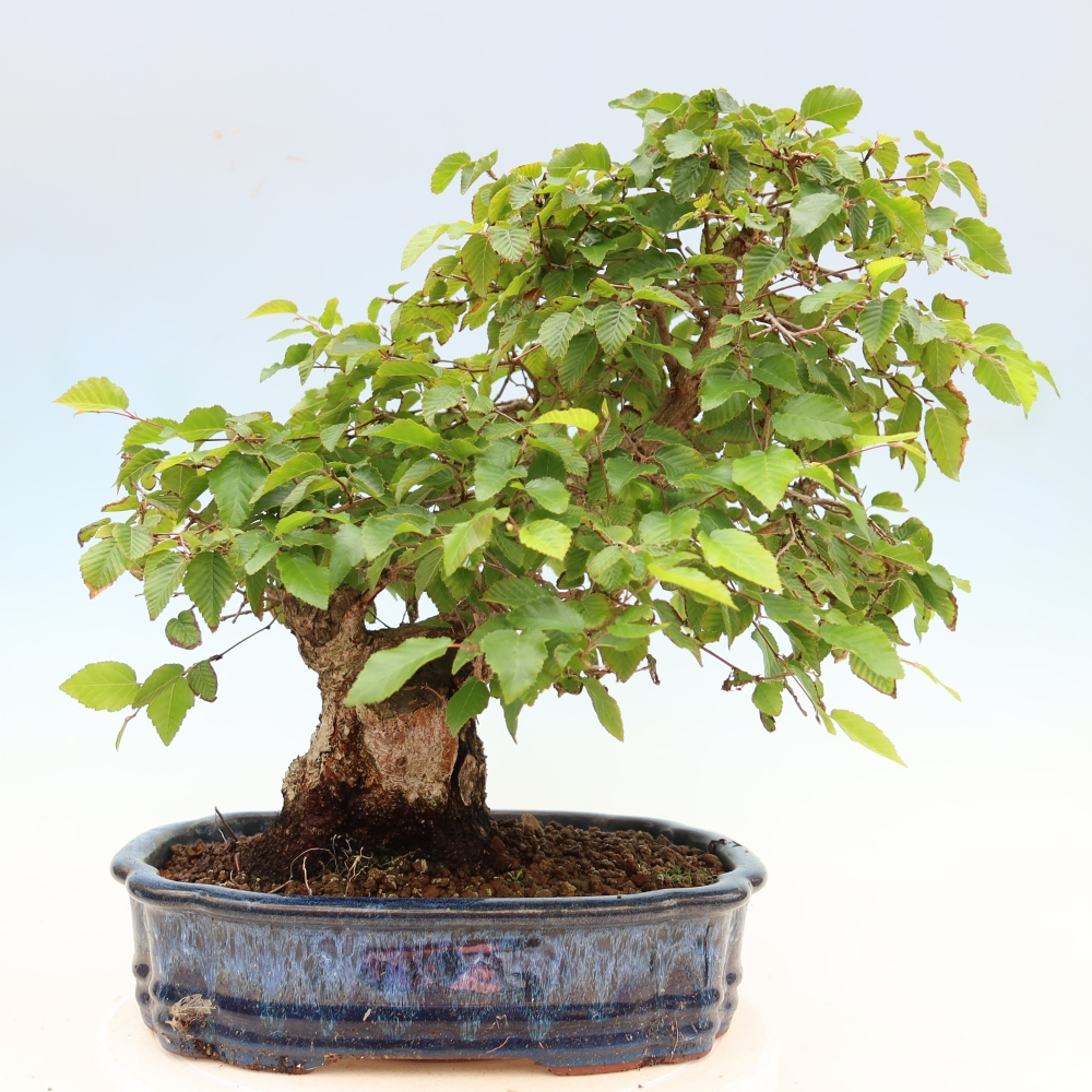 Bonsai voor buiten -Carpinus Coreana - Koreaanse haagbeuk