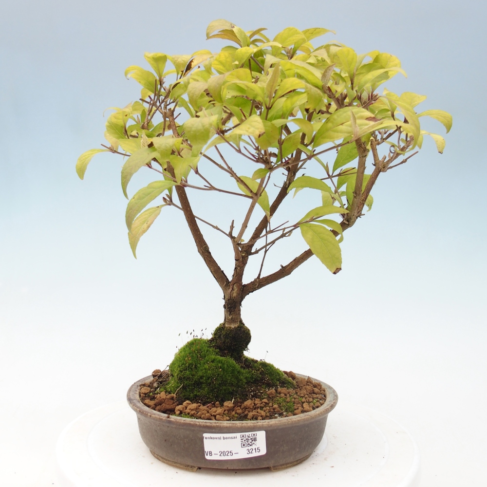 Bonsai voor buiten - Callicarpa japonica