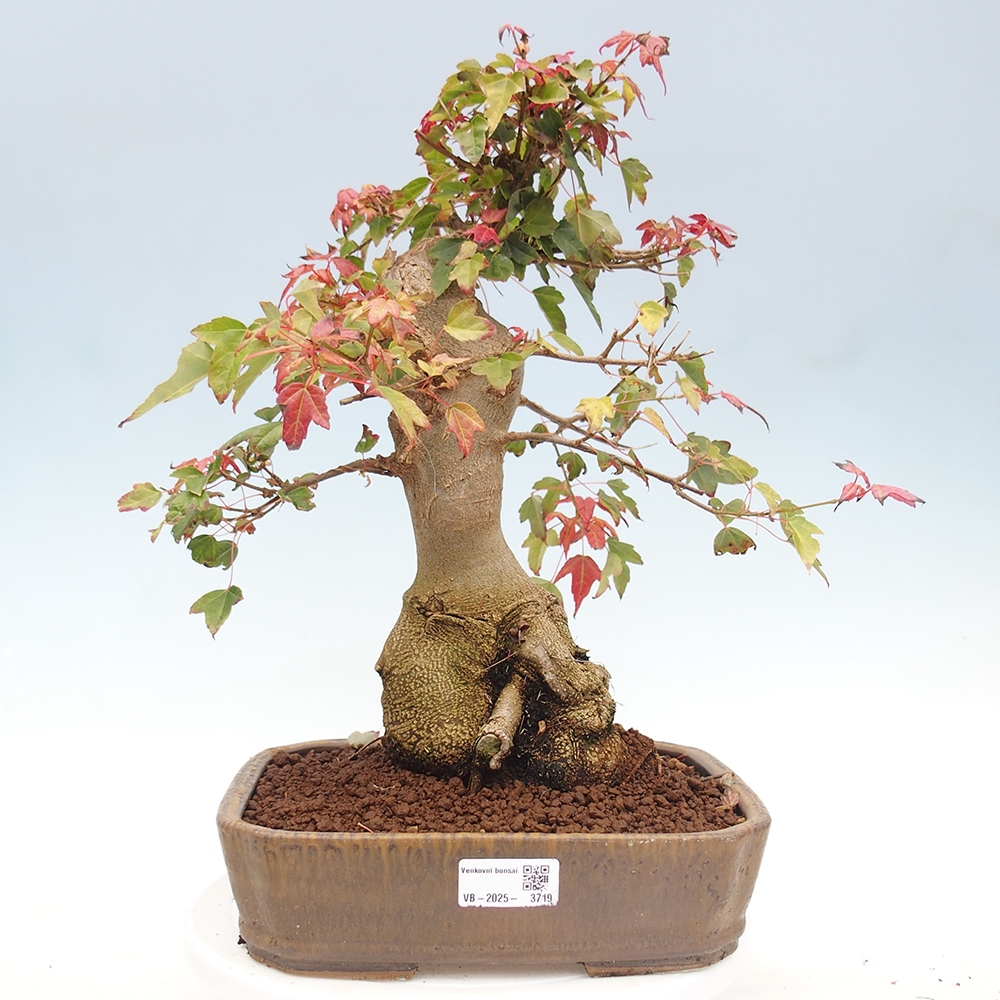 Bonsai voor buiten - Acer Buergerianum - Burgeresdoorn