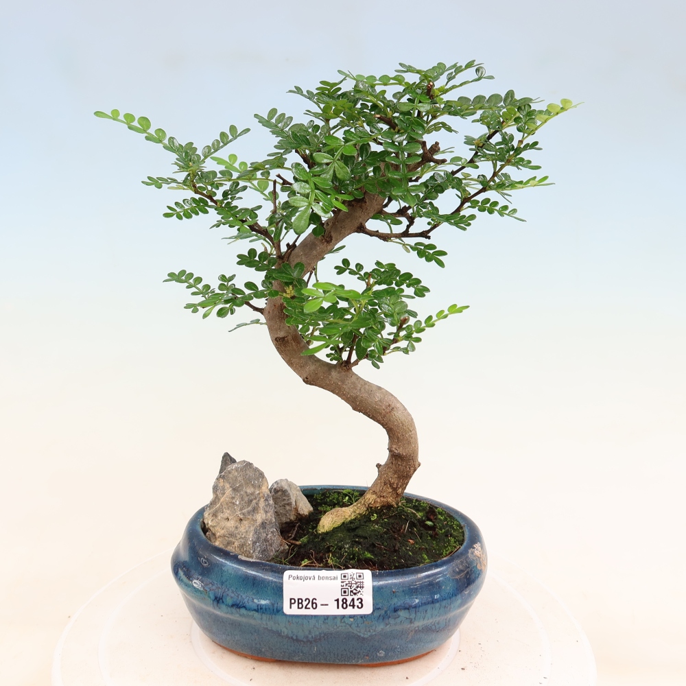 Kamerbonsai - Zantoxylum piperitum - peperboom