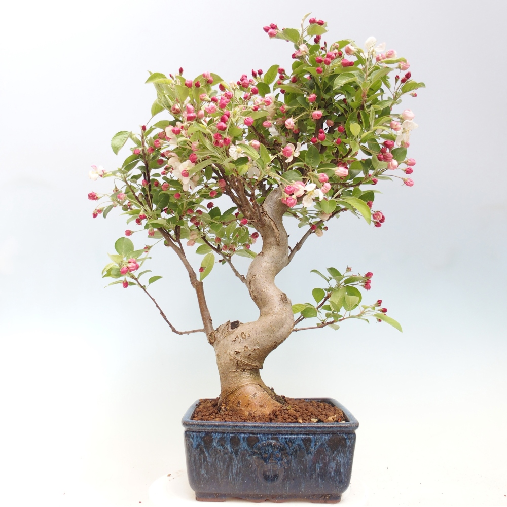 Bonsai voor buiten -Malus halliana - Appelboom met kleine vruchten