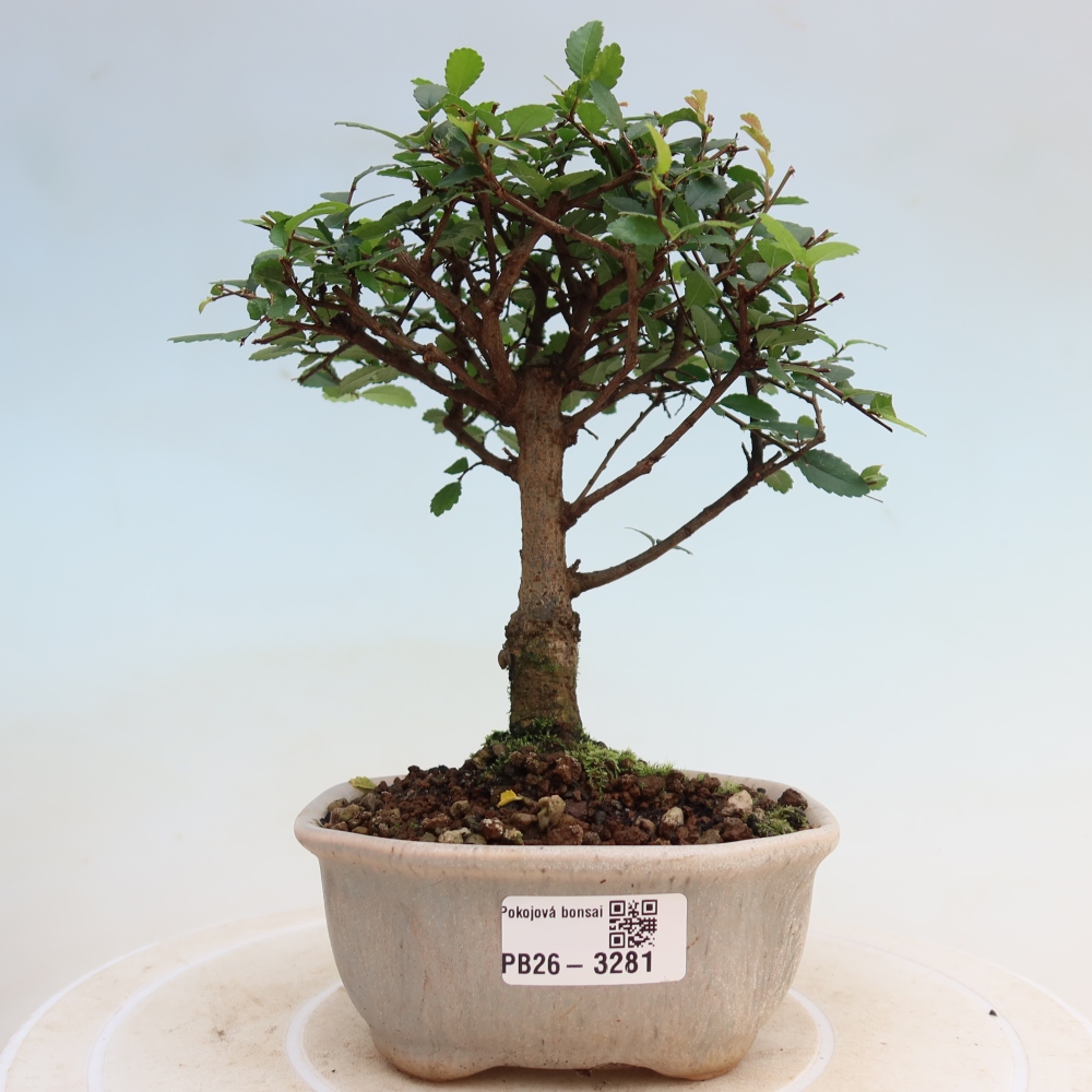 Kamerbonsai - Ulmus parvifolia - Winteriep