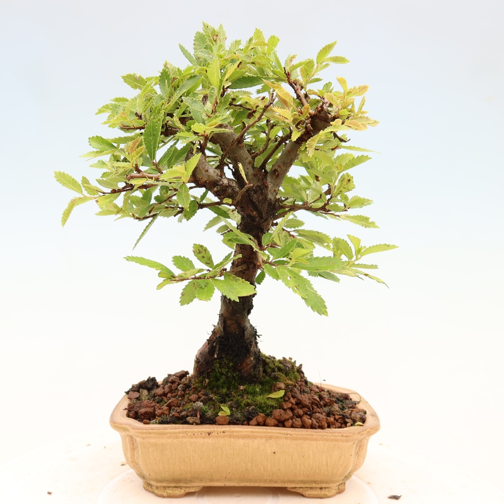 Bonsai voor buiten - Zelkova - Zelkova NIRE