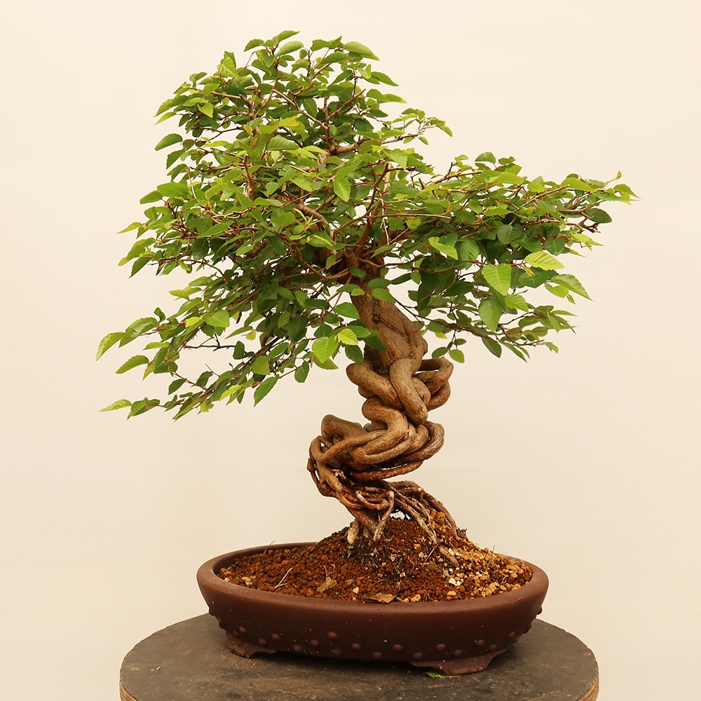 Bonsai voor buiten -Carpinus Coreana - Koreaanse haagbeuk
