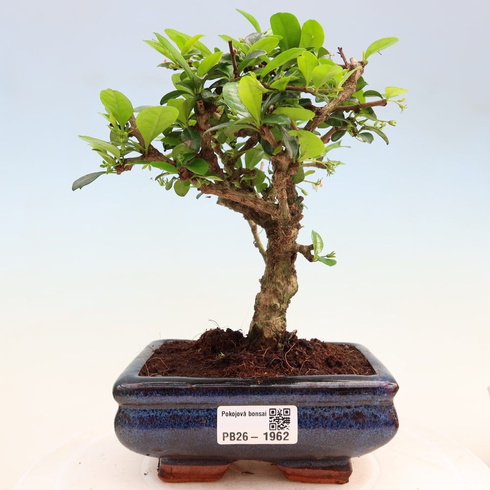 Kamerbonsai - Carmona macrophylla - Thee fuki
