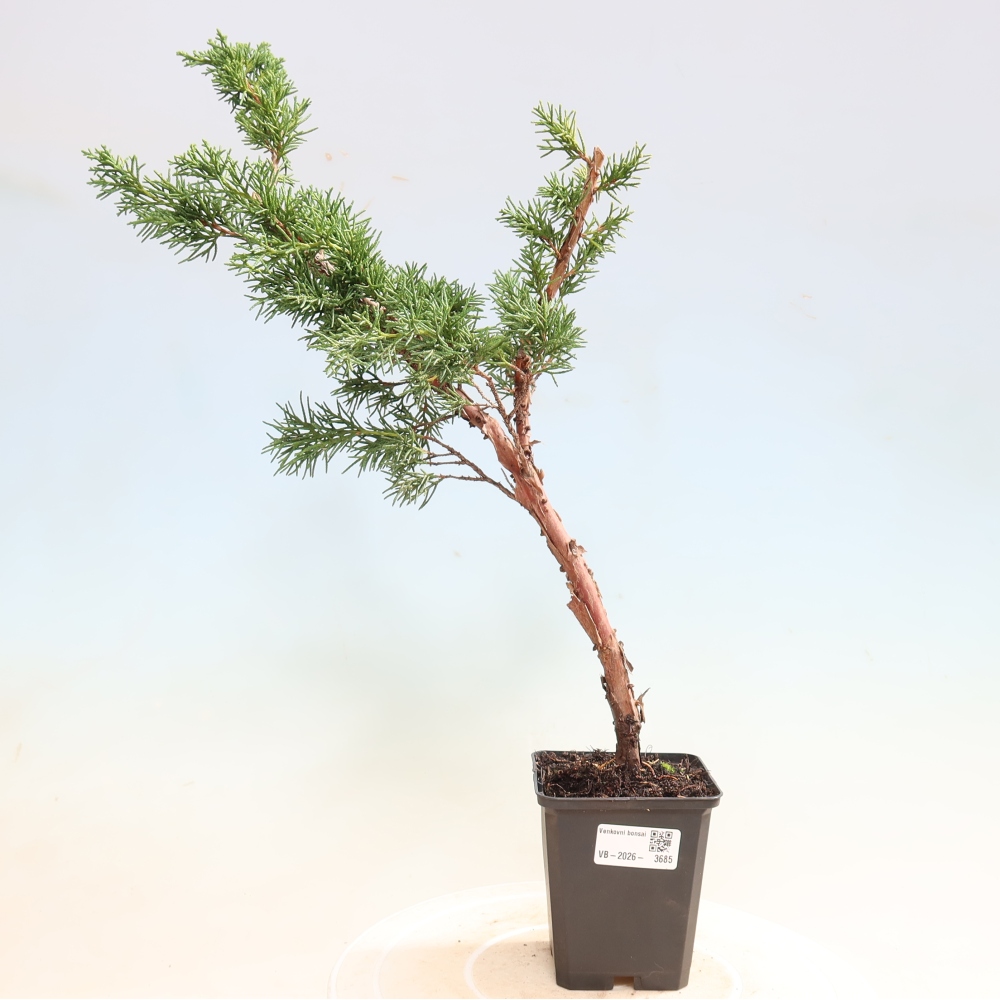 Bonsai voor buiten - Juniperus chinensis Kishu