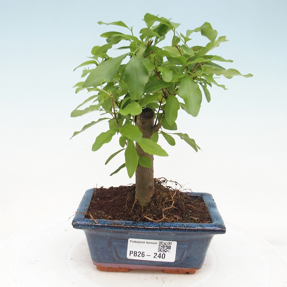 Kamerbonsai -Ligustrum chinensis - Vogelsnavel
