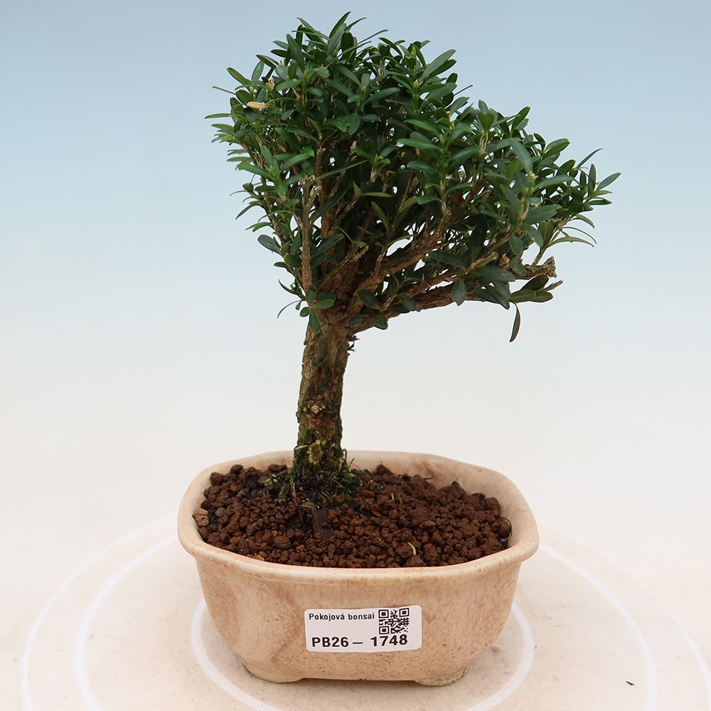 Kamerbonsai - Buxus harlandii - kurk buxus