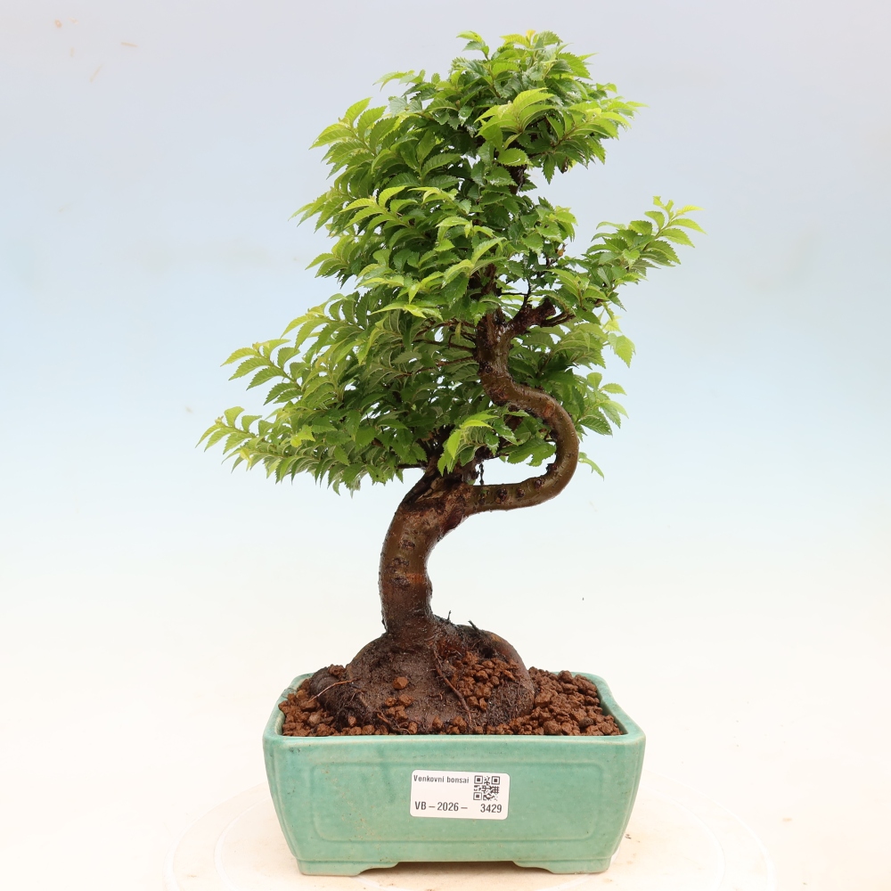 Buitenbonsai - Ulmus Jacqueline Hillier - Prachtige iep