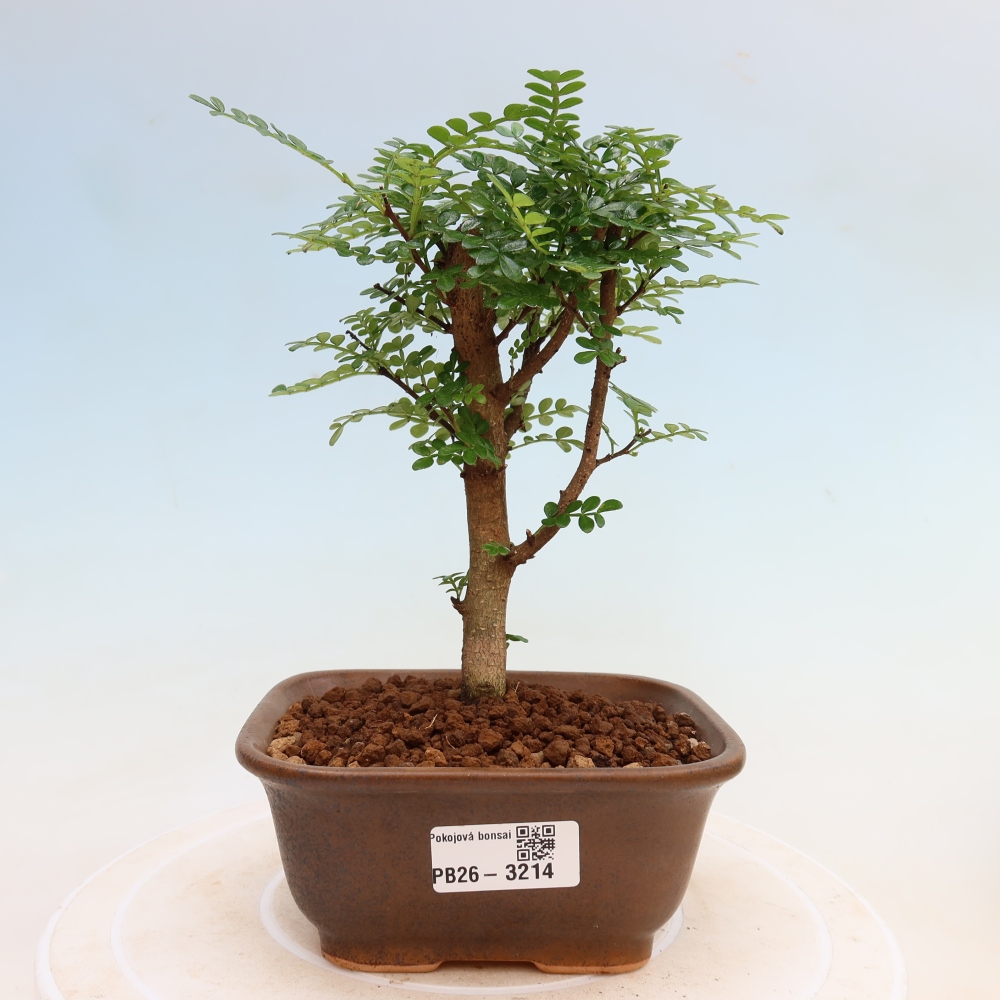 Kamerbonsai - Zantoxylum piperitum - peperboom