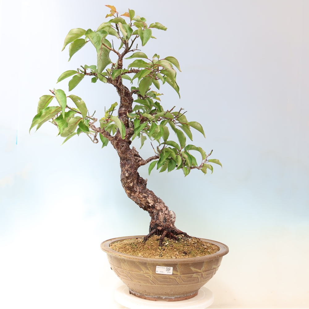 Bonsai voor buiten – Japanse abrikoos – Prunus Mume