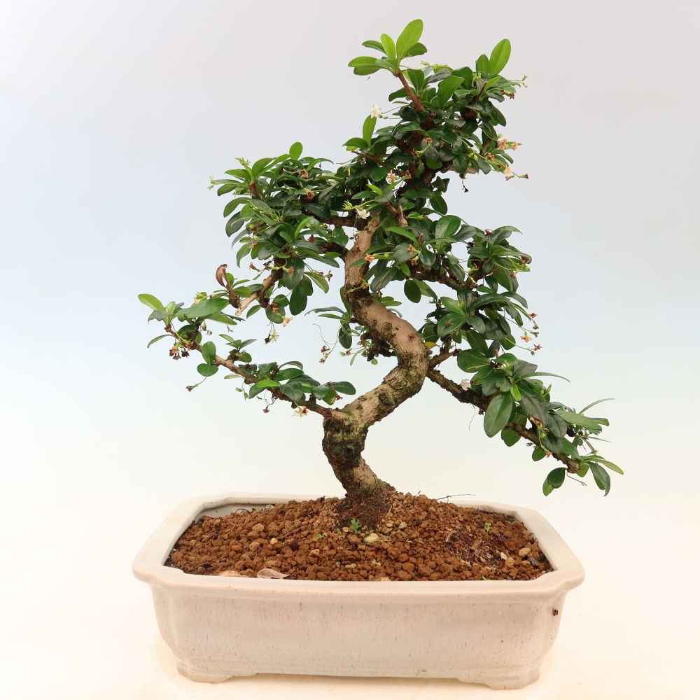 Kamerbonsai - Carmona macrophylla - Thee fuki