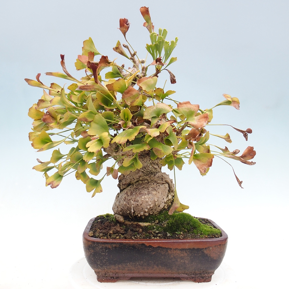 Bonsai voor buiten - Ginkgo biloba
