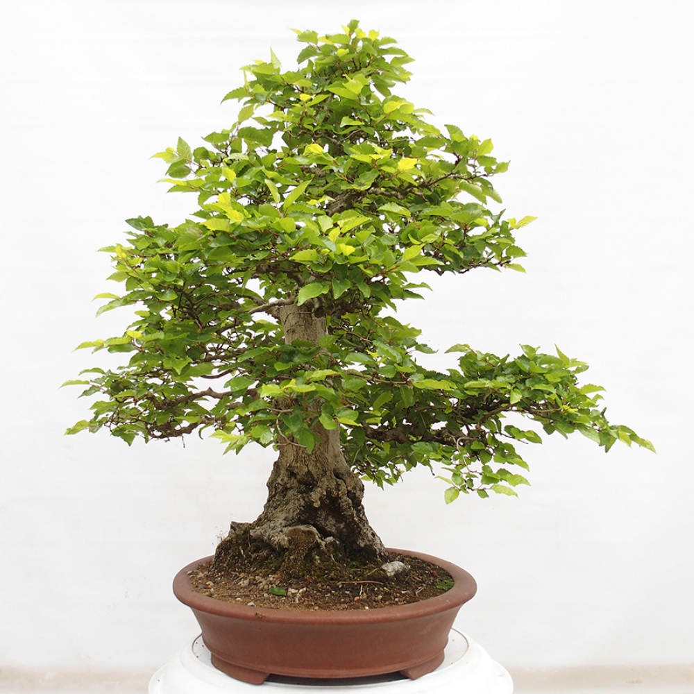 Bonsai voor buiten -Carpinus CARPINOIDES - Koreaanse haagbeuk