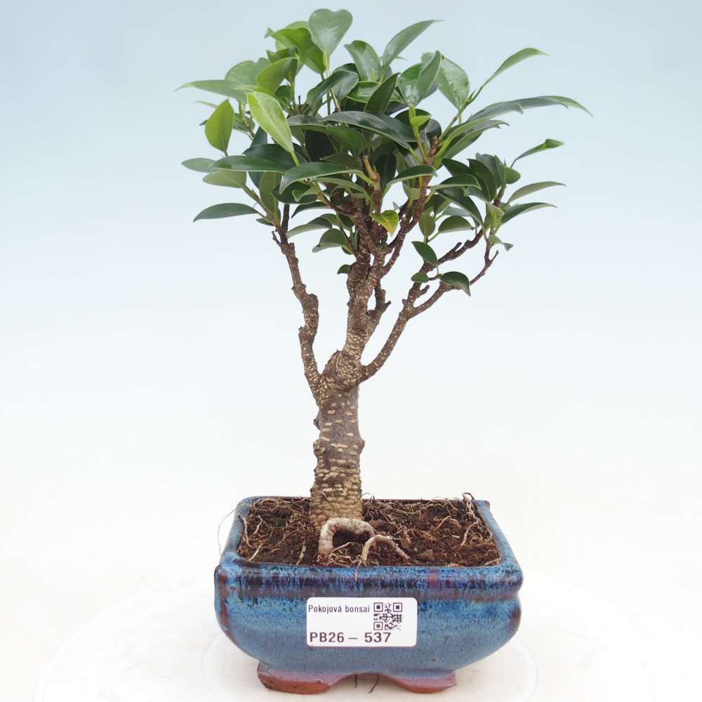 Kamer bonsai Ficus retusa kimmen