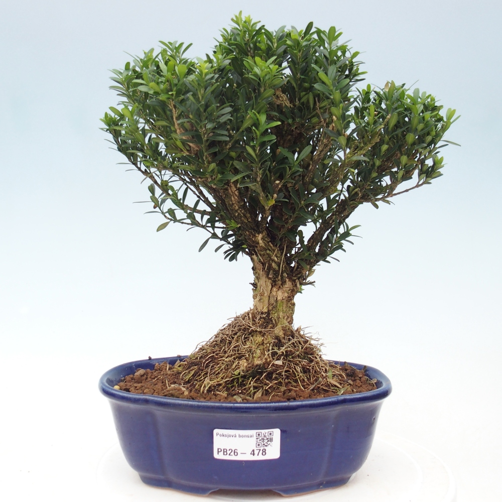 Kamerbonsai - Buxus harlandii - kurk buxus