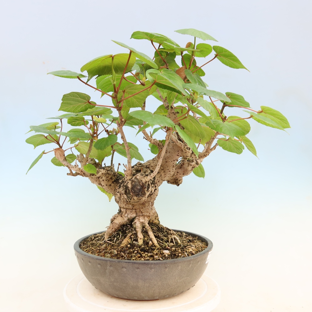 Bonsai voor binnen - Hibiscus tiliaceus - Zee Hibiscus