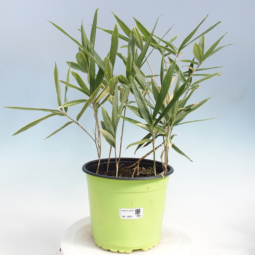 Bonsai voor buiten - Sasaella masamuneana Albostriata - Bamboe