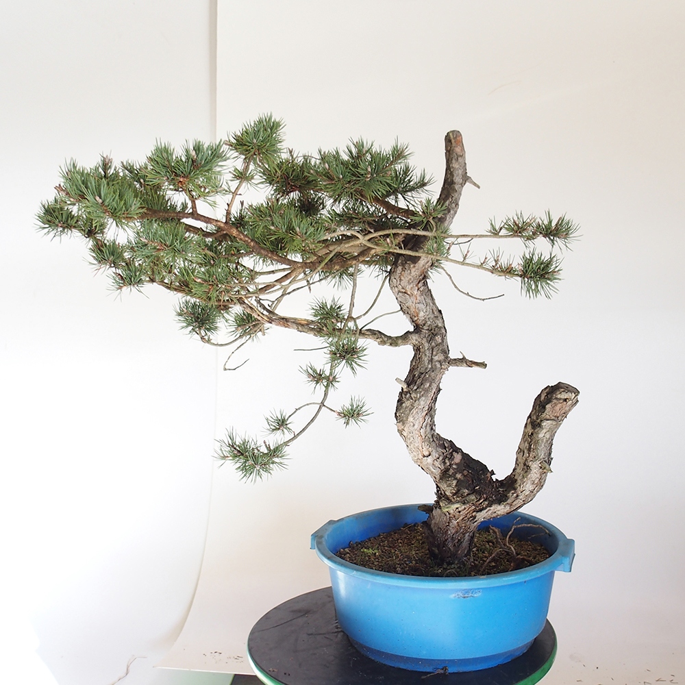 Yamadori - Pinus sylvestris Spanje