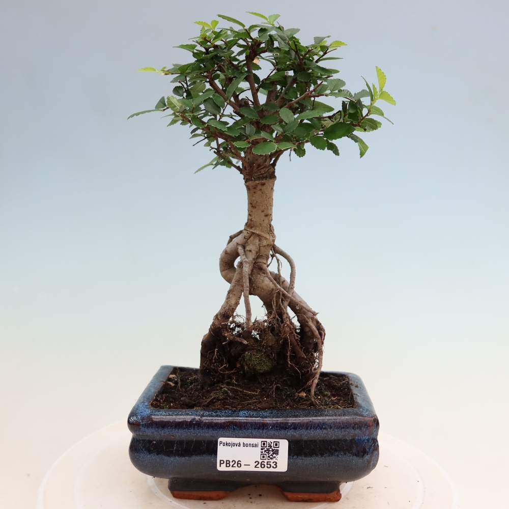 Kamerbonsai - Ulmus parvifolia - Winteriep