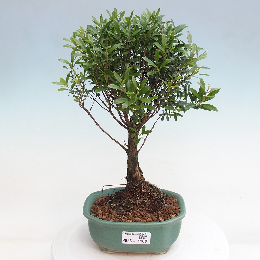 Kamerbonsai - Syzygium - Pimento