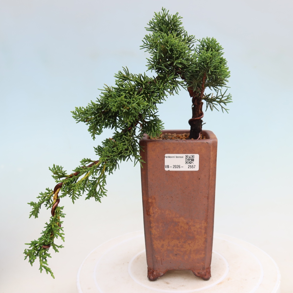 Bonsai voor buiten - Juniperus chinensis Kishu
