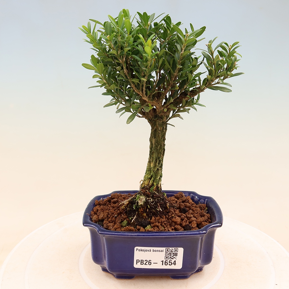 Kamerbonsai - Buxus harlandii - kurk buxus