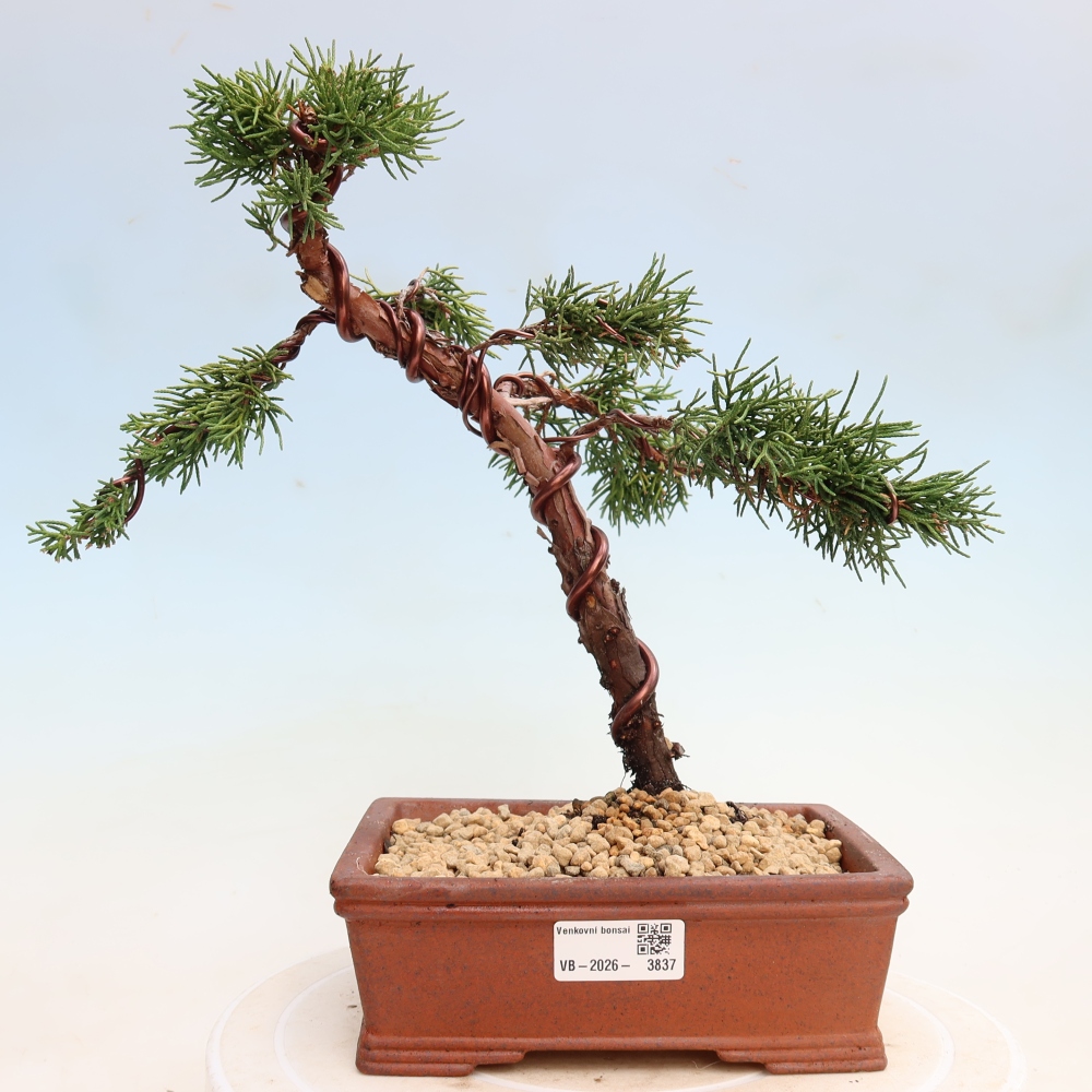 Bonsai voor buiten - Juniperus chinensis Kishu