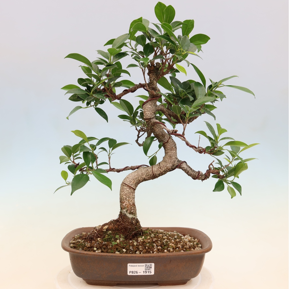 Kamerbonsai - Ficus kimmen - kleinbladige ficus