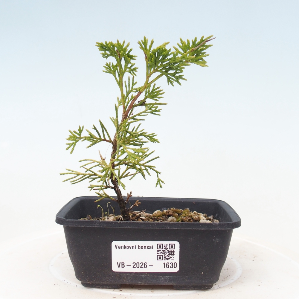 Bonsai voor buiten - Juniperus chinensis Itoigawa