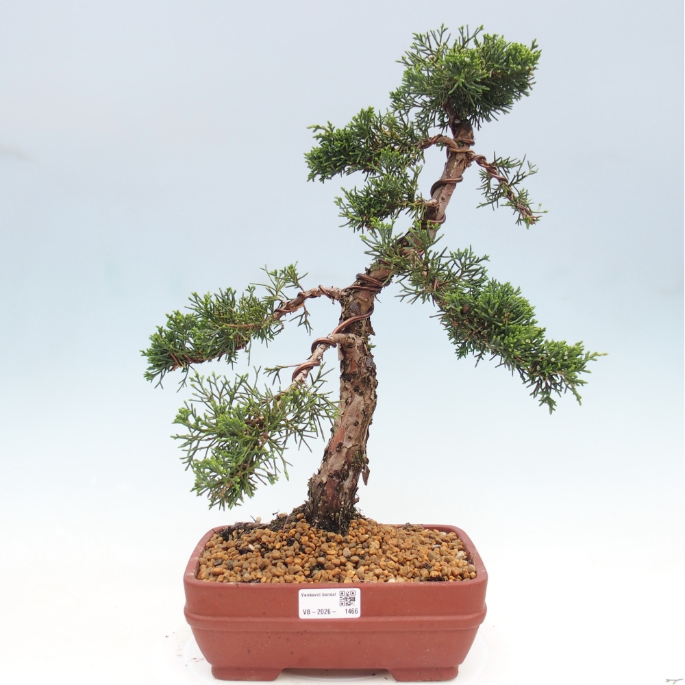 Bonsai voor buiten - Juniperus chinensis Kishu