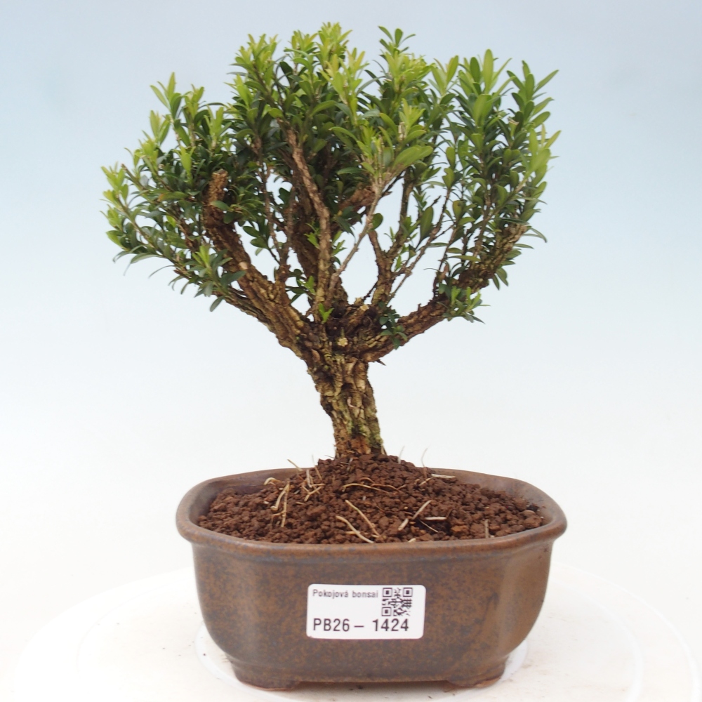 Kamerbonsai - Buxus harlandii - kurk buxus