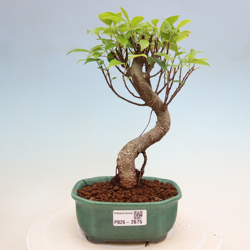 Kamerbonsai - Ficus kimmen - kleinbladige ficus