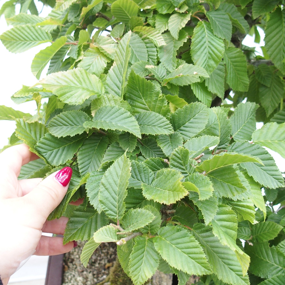 Bonsai voor buiten - Haagbeuk - Carpinus betulus