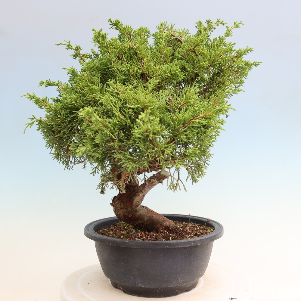 Bonsai voor buiten - Juniperus chinensis Itoigawa-Juniperus chinensis