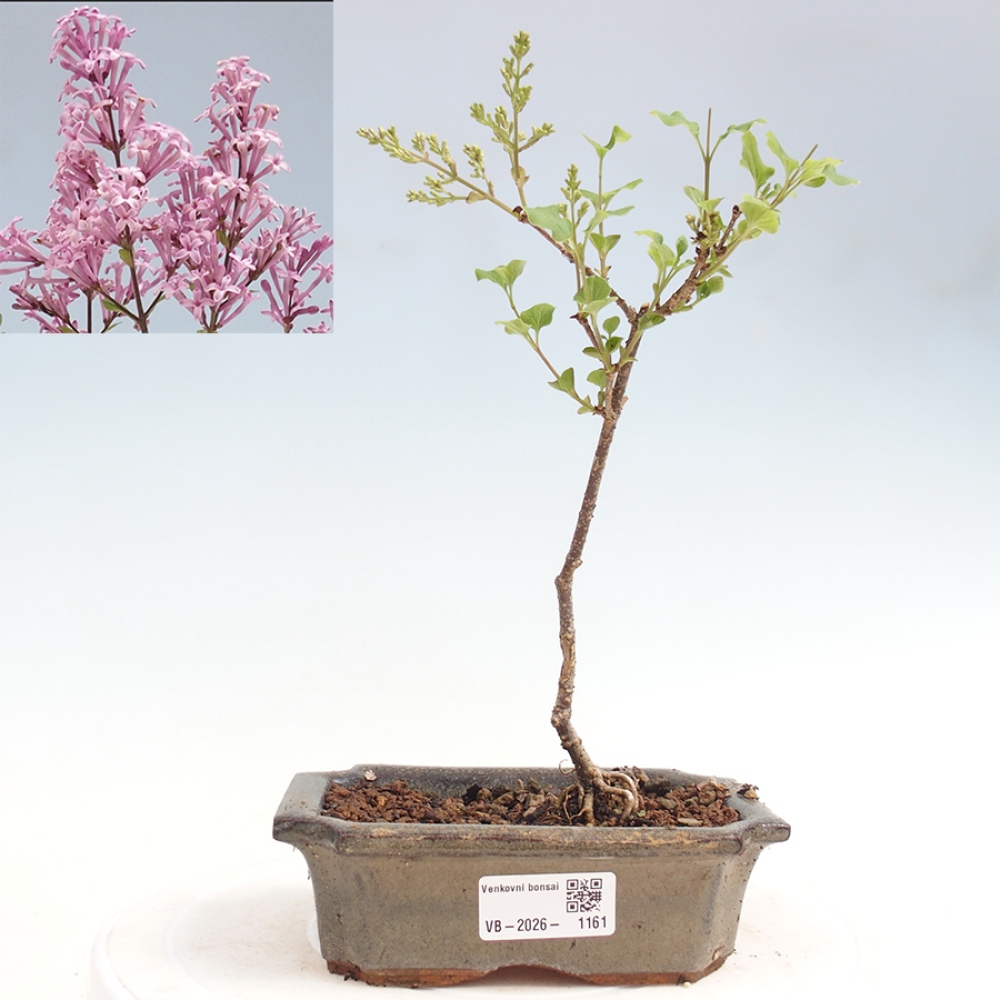 Bonsai voor buiten - Syringa Meyeri Palibin - Meyersering