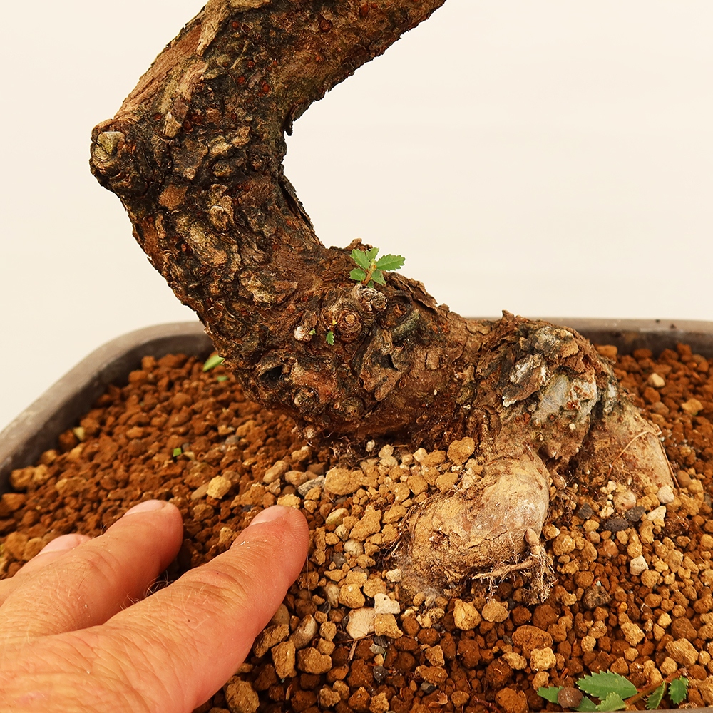 Bonsai voor buiten - Zelkova - Zelkova NIRE